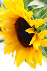 Sonnenblume Sunflower
