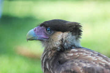 pájaro