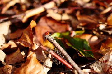 Marienkäfer im Wald