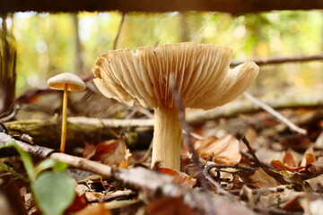 Pilz