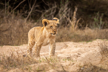 Young Lion cub walking towards the camera.