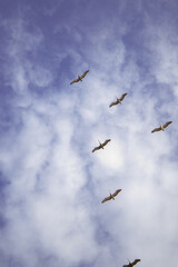Fototapeta premium Aves en el cielo de la playa olon ecuador
