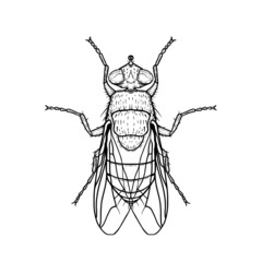 Fly. Vector illustration in graphic style isolated on white background.