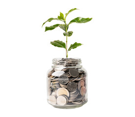 Tree plumule leaf on save money coins, Business finance saving banking investment concept.