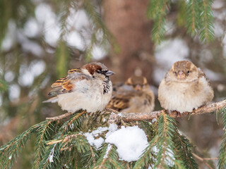 Two Sparrows sits on a branch without leaves.