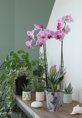 Orchidée Phalaenopsis et plantes vertes sur une console	
