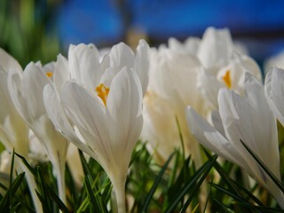 Fototapeta premium White Crocus 