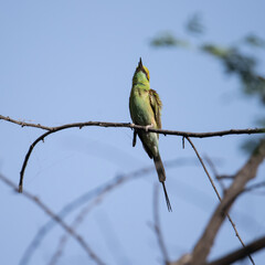 Bee-eater sitting in the sunlight