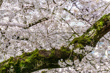 Bursting Spring Cherry Blossoms 7