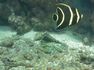 Fototapeta na wymiar angel fish