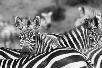 Fototapeta na wymiar Monochrome of zebras in the serengeti