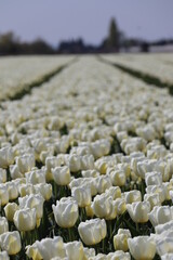 tulipes, Jonquière, France
