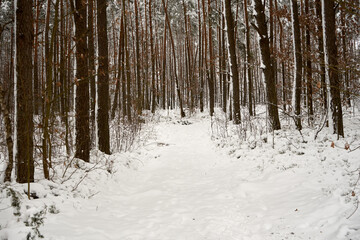 zimowa leśna droga i sosny  - obrazy, fototapety, plakaty