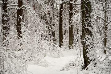 zimowa leśna ścieżka 