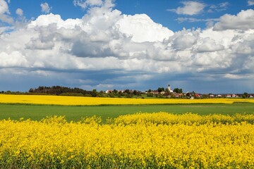 Rapeseed, canola or colza field in Latin Brassica Napus