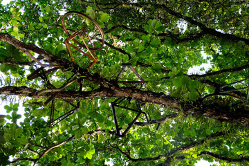Restored old vintage push bikes installed into a tree on a remote tropical island