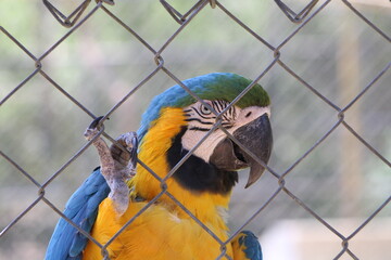 Parrots At A Parrott Aviary Zoo.