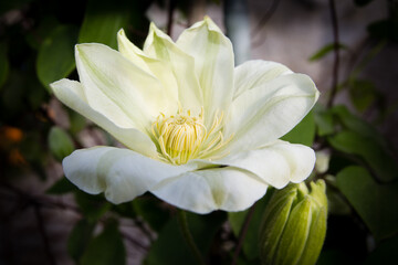Fototapeta na wymiar Clematis Guernsey Cream - clematis blooming - beautiful white flowers