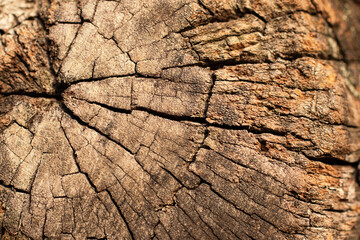 Fototapeta premium Closeup photography of the old ckracked tree texture.