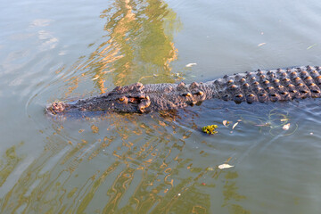 A close up of a large crocodile in the wild, crocs head, eye, snout and spiky armoured back, swimming at Yellow Stone, Northern Territories, Australia