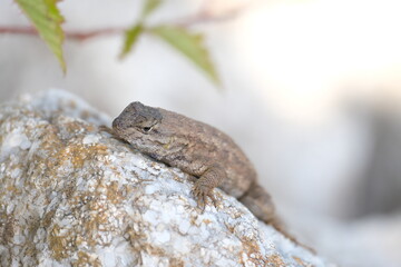 lizard in the sun