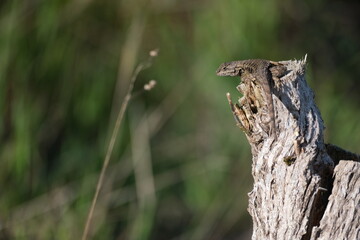 lizard on a branch
