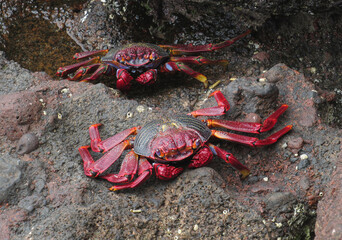 Moorish  Crab or Red Crab. (Grapsus adscensionis). Tenerife Island. Canary Islands. Spain.
