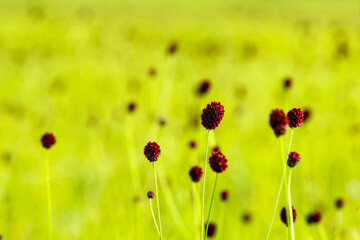 Großer Wiesenknopf (Sanguisorba officinalis)