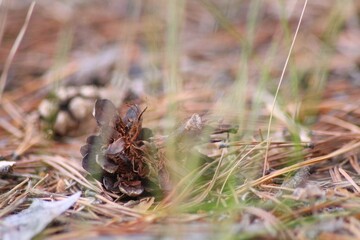 ants on a grass