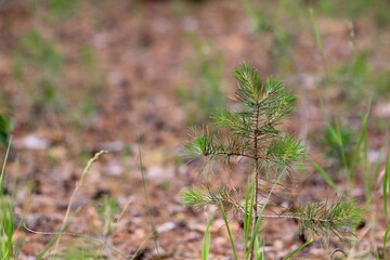 grass in the wind