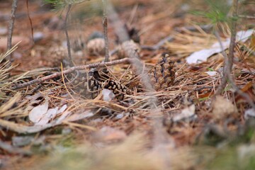 grass in the snow