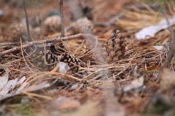 close up of a pine cone