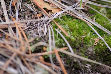 grass in the snow