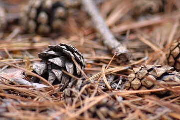 pine cone on the ground