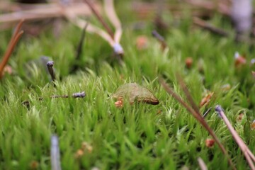 grass on the ground