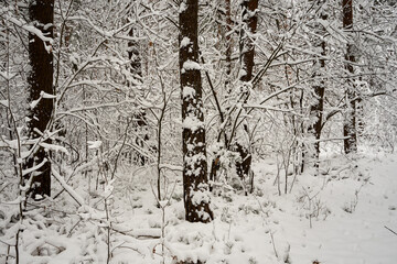 dęby i gałęzie pokryte śniegiem 