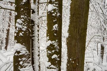 cztery topole  w przybliżeniu ,zima  © Marcin Łazarczyk