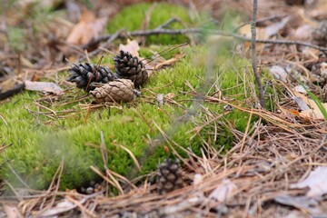 mushrooms in the grass