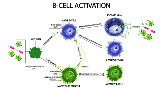 Activation and Regulation of B-Cell Responses by Invariant Natural Helper T- Cell. Antibody and cytokine production, and antigen presentation. Plasma cells. Immunological memory.