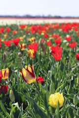 tulipes, Jonquière, France