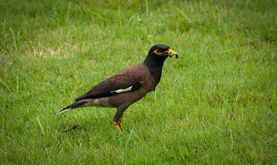 Common Myna with worms