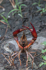 A crawfish standing upright in a defensive pose.