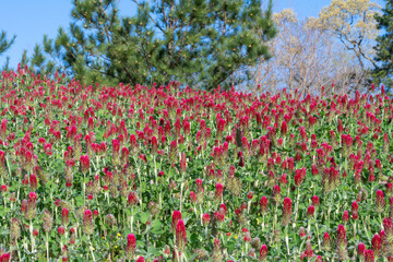 A field of crimson clover under a blue sky.