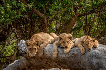 Lion cubs laying on a fallen tree.