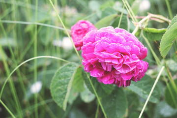 Różowa Różyczka Kwiat Ogród 3 - obrazy, fototapety, plakaty