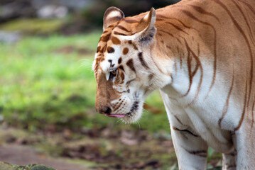 Rare golden tigers in their environment