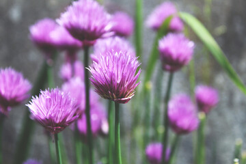 Szczypiorek Fiolet Kwiat Natura Ogród - obrazy, fototapety, plakaty
