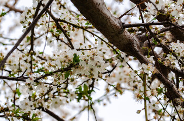 white flowers on tree branches