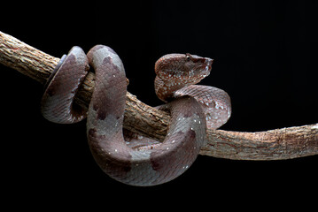 Obraz premium Flat nose pit viper coiled around a branch