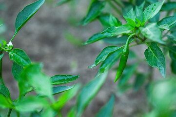 closeup of Fresh green chilli on tree in the garden